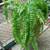 Plants 5 thumbnail