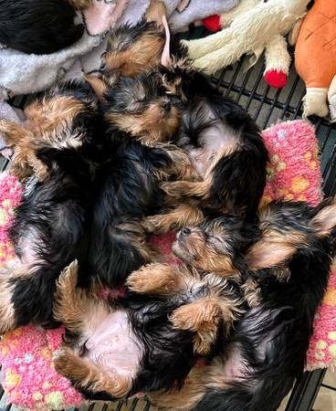 Cuddles for re-home63373486411905121