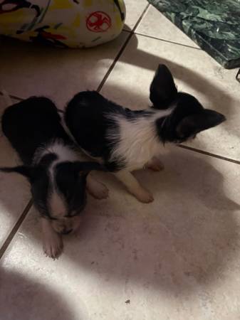 Chorkie64005647723906120