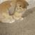 Holland lop rabbit 3 thumbnail