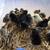 Clearance  sale chicks,quail and ducklings 11 thumbnail