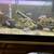 African Cichlids, C moori 2 thumbnail