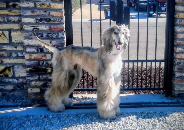 Galgo afgano (San Diego)64217851978371120