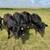 Bred Angus heifers 3 thumbnail