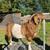 June born boer wether 2 thumbnail