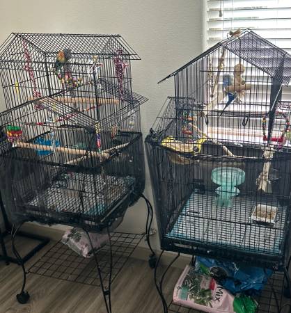 Love bird and/or Budgie 1