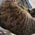 Female spayed tabby 3 thumbnail