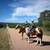 Retired roping horse for sale Pinto Gelding 1 thumbnail