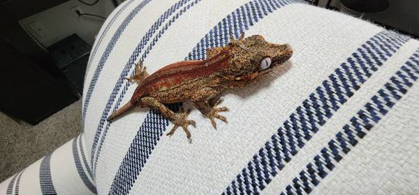 Crested Geckos and gargoyle geckos 1