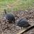 Two Guinea Hens 2 thumbnail