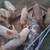 Pigs for sale 2 thumbnail