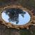 Vintage Reproduction French Rococo Mirror Mid Century Hard to Find! 2 thumbnail
