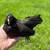 Kikiriki pullets 2 thumbnail
