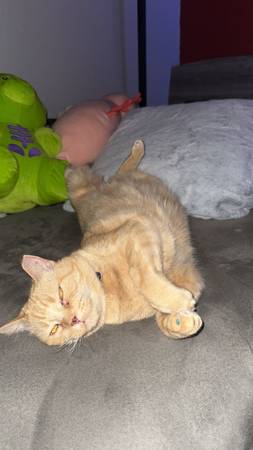 Loving Cat in need of home (Globe)63967288872706122