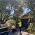 Tree Service Tree Removal 19 thumbnail