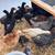 Chickens Hens Layers Pullets, Chicks - colorful mix 6 thumbnail