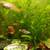 Red Cherry Shrimps +platys +guppies +minnows+snails +g.grass 9 thumbnail