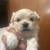 600 Maltipoo female 5 thumbnail
