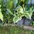 Variegated Hosta Plants 2 thumbnail