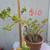 Assorted  plants/succulents/aloe vera/jade 8 thumbnail