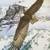 Majestic Eagle Collector's Plate - The Eagle Soars (Hamilton /Hirata) 2 thumbnail