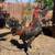Gallos,roosters,gamefowl 2 thumbnail