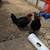 Hansome Black Copper Maran Rooster chicken - needs a new home 1 thumbnail
