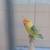 Pair of lovebirds with cage! love bird, love birds 1 thumbnail