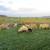 Lambs For Sale, Weather's & Ewe's 4 thumbnail