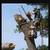 A Contract Climber-- Tree Work Specialist-- American Small Business 3 thumbnail