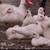 Ducks 1 thumbnail