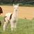 Alpacas 2 thumbnail