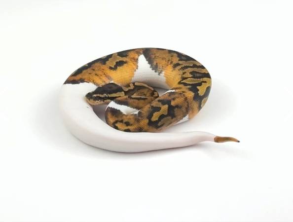 Ball python (port charlotte)63977624671747121
