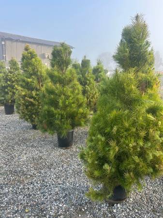 Live Christmas trees 1