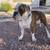 Olde English Bulldogge 7 thumbnail