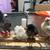 Chicks 1 thumbnail