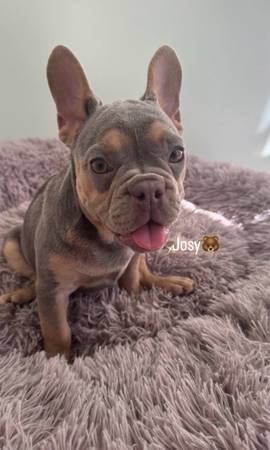 French Bulldog (15 weeks) 1