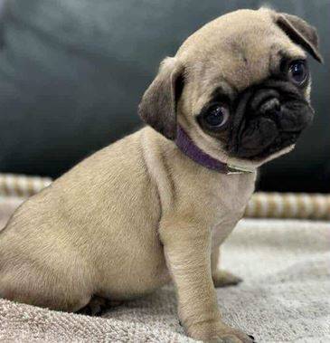 Rehoming Pug puppies 1
