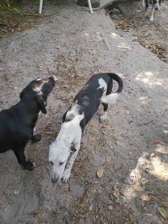 Walker hounds (Ocklawaha)599615888887664641