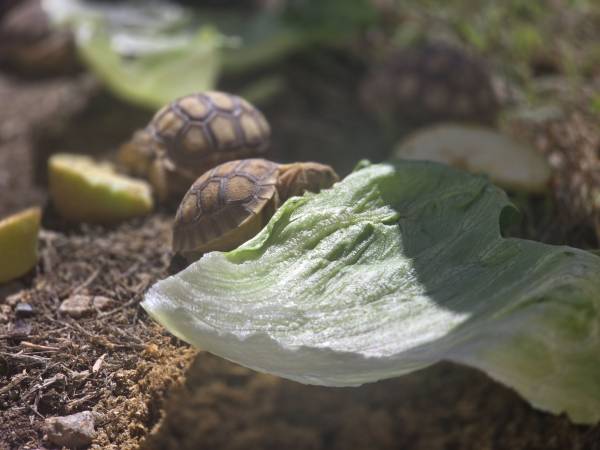 Adopción/Reubicación de tortugas Sulcata bebés (Bakersfield)64014696631682124
