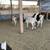 Reducing herd 12 thumbnail