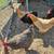 Chickens 1 thumbnail