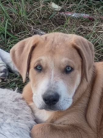 Buscando hogares (Copperas Cove)63839344028801122