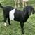Dapple boer goats 13 thumbnail