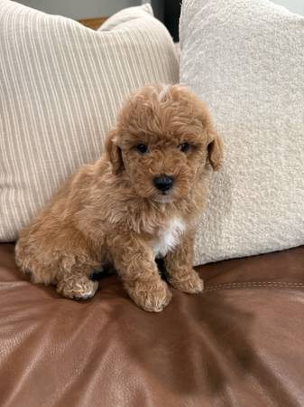 Cachorro Havapoo (Higley)63990137084163120