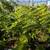 Australian Tree Fern 15 thumbnail