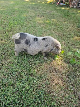 Pot Belly Pig 1