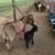 Adorable Miniature Donkeys 4 thumbnail
