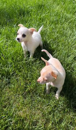 Chihuahua s (Tacoma)63942501071618120