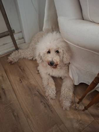 Poodle estándar para buen hogar, chica más dulce (Scotts Valley)63909865893250120